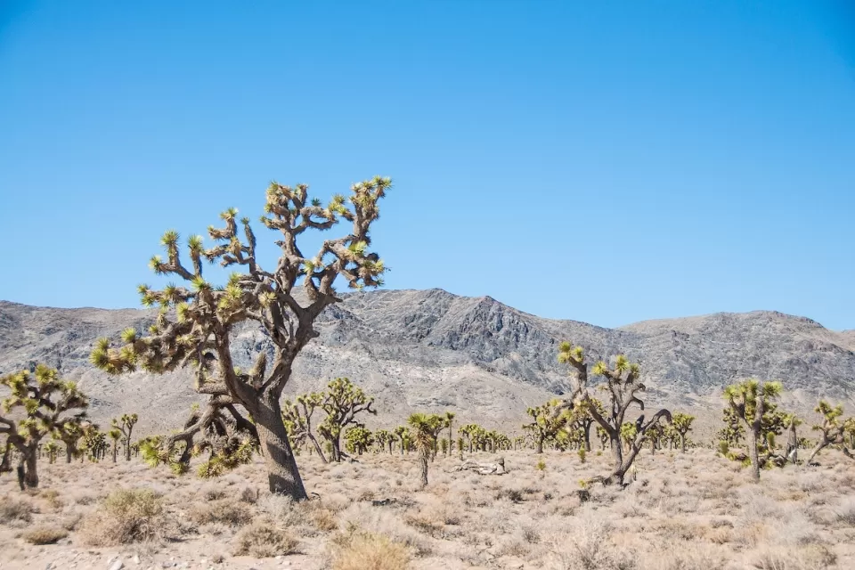 A Joshua tree forest in the Mojave desert with mountains in background.